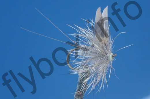 Hare's Ear